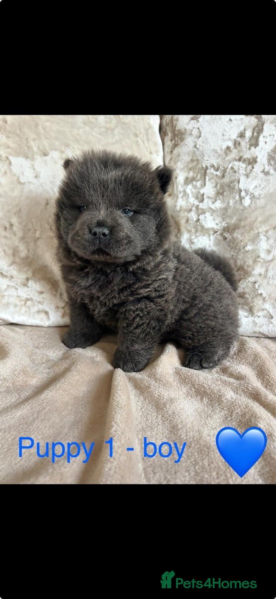 Chow Chow dogs for sale: REDUCED £750 stunning chow chow puppies - Image 1