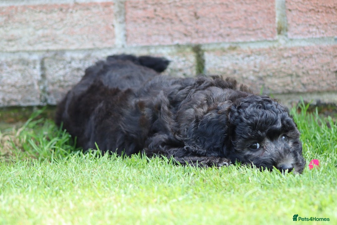 Cavapoochon dogs for sale: Beautiful Cavapoochon puppies for sale - Image 16