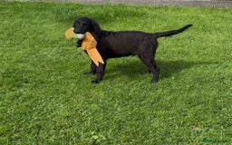 Flat coated Retriever dogs for sale: Black Flatcoat retriever puppies for sale  - Image 1