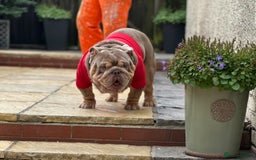 English Bulldog dogs for sale: Champion Bloodlines KC British Bulldogs - Image 27