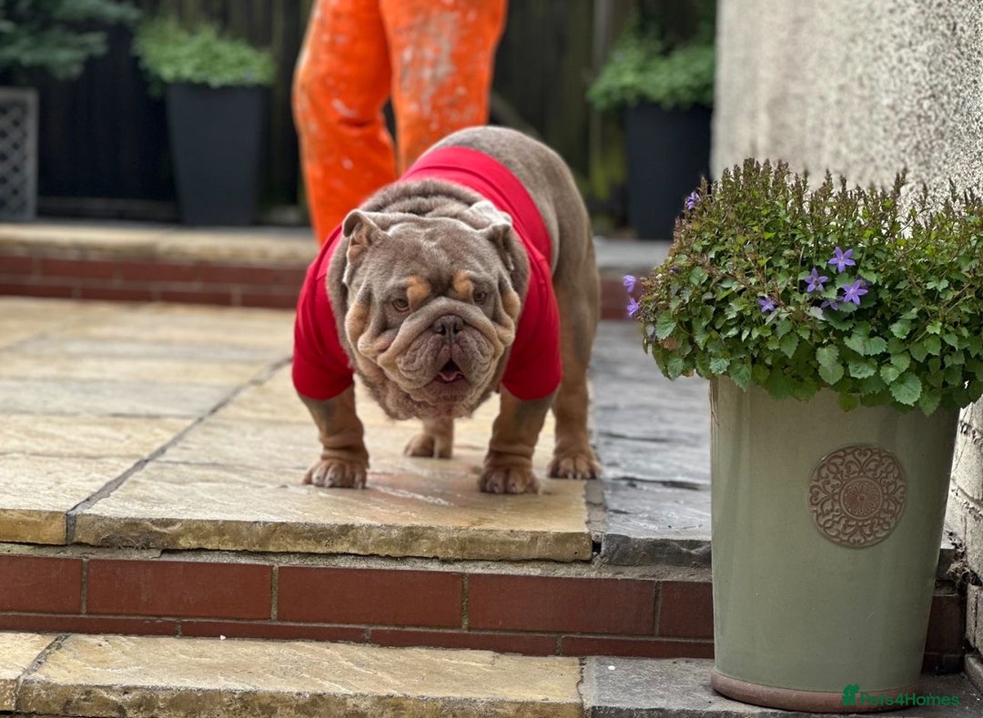 English Bulldog dogs for sale: Champion Bloodlines KC British Bulldogs - Image 27