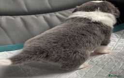 Border Collie dogs for sale:  Long Haired KC Reg Border Collie puppies for sale - Image 22