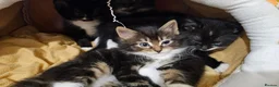 Mixed Breed cats for sale: 🐾❤️Cute tuxedo / tabby mix kittens ❤️🐾 - Advert 2