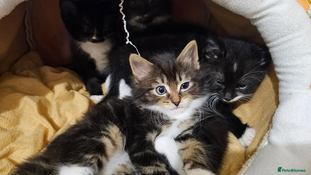 Mixed Breed cats for sale: 🐾❤️Cute tuxedo / tabby mix kittens ❤️🐾 - Advert 2
