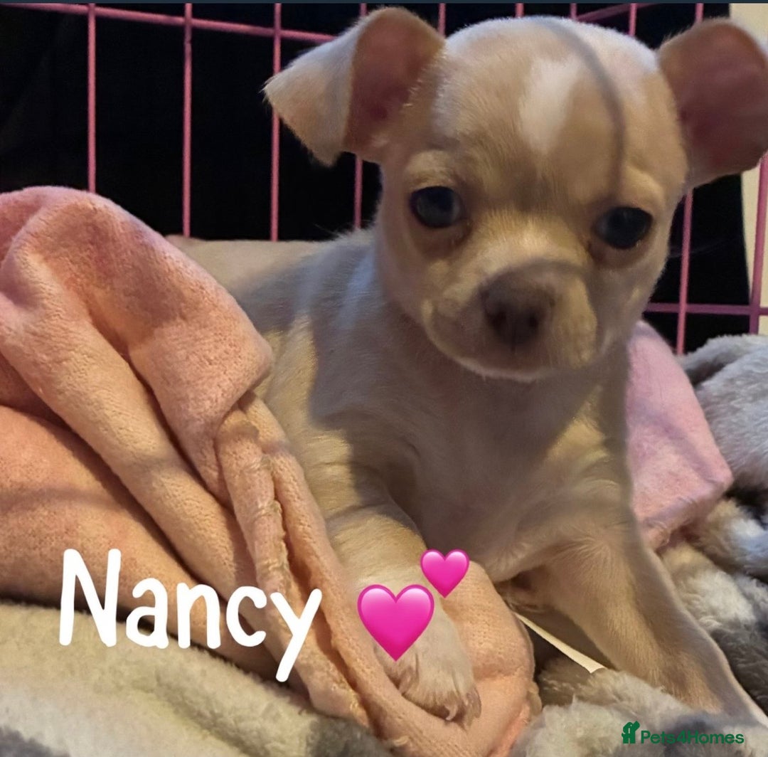 Chihuahua dogs for sale: co 15-Week-Old Chihuahua Puppy - Nancy  - Image 7