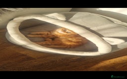 British Longhair cats for sale: Kittens cats - Image 1