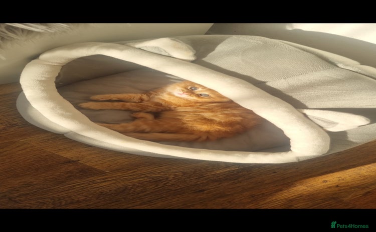 British Longhair cats - Advert 7