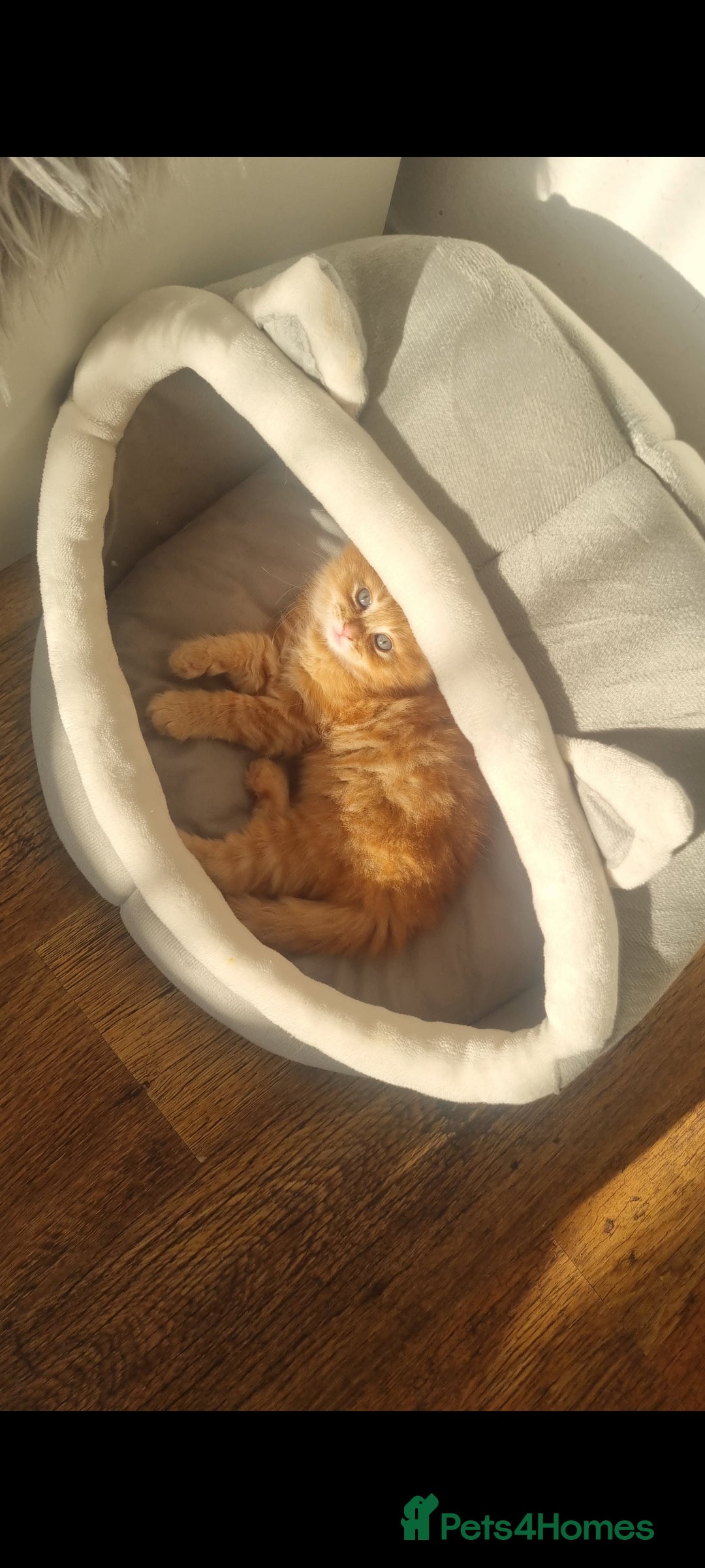 British Longhair cats for sale: Kittens cats - Image 1
