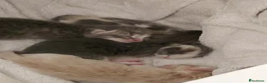 AWAITING BIRTH 