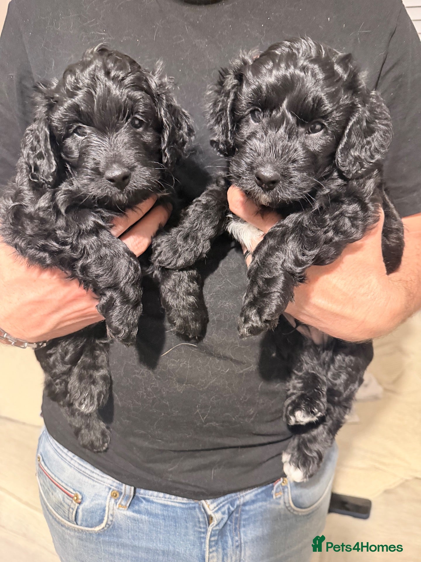Mixed Breed dogs Cockapoochon puppies 2 gorgeous boys left 💚💙 - Advert 7