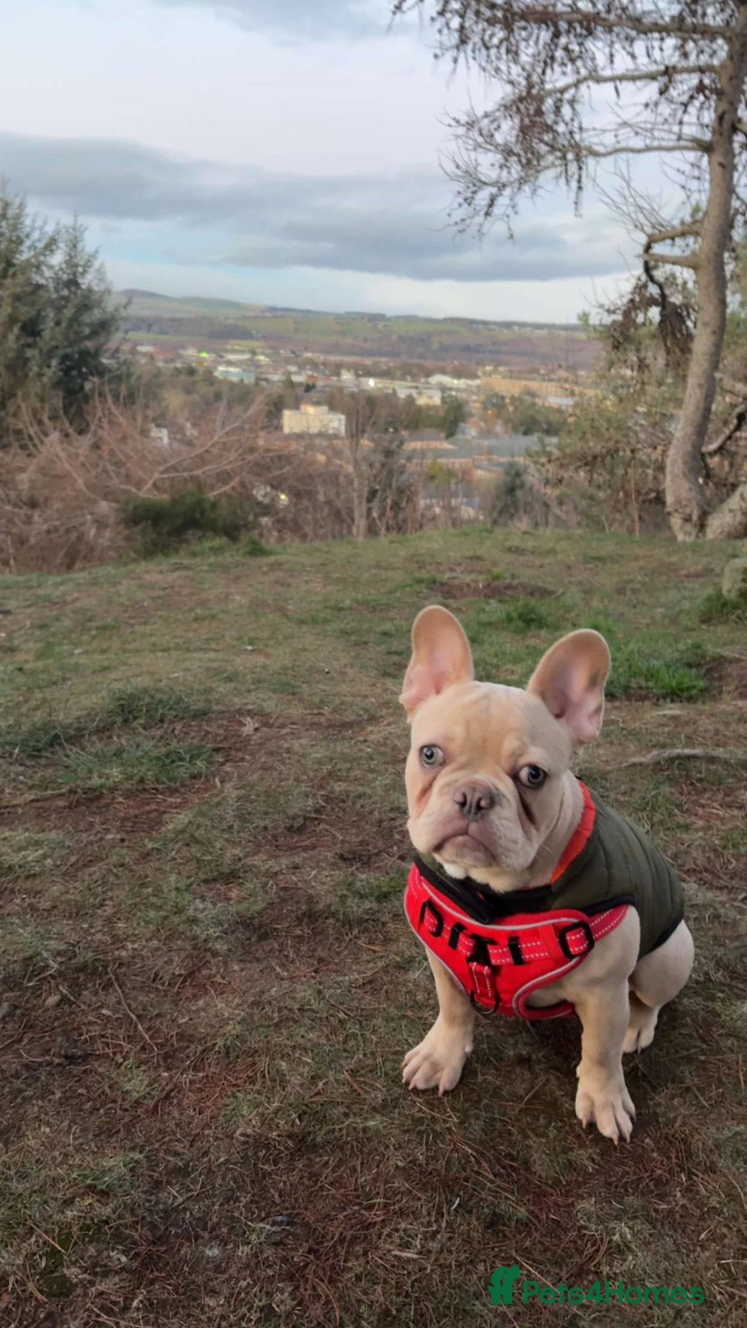 French Bulldog dogs for sale: Male cream frenchbull dog  - Advert 4