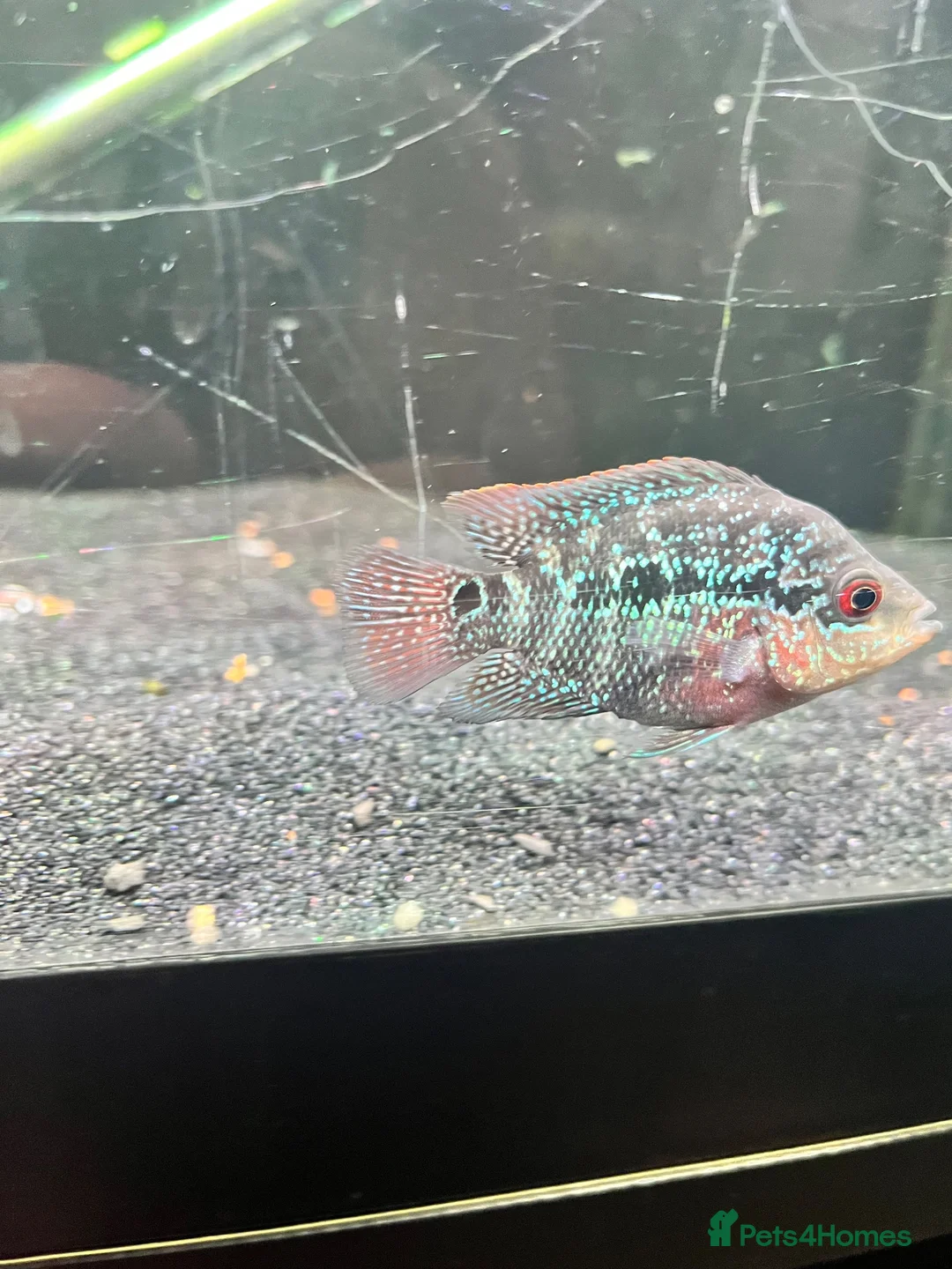 Cichlids fish for sale: Texas Midas cichlid flower horn   - Advert 3