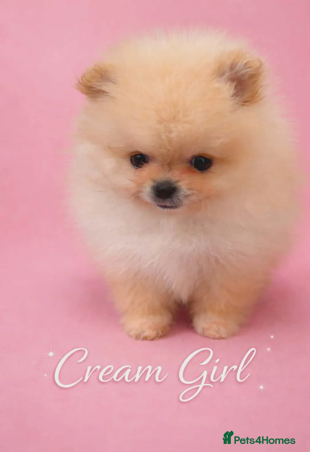 Pomeranian dogs for sale: Gorgeous Pomeranian puppies  - Advert 8