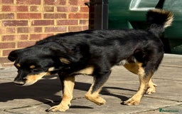 German Shepherd dogs for adoption: Franky: The Dog Who Learned to Trust Again - Image 2