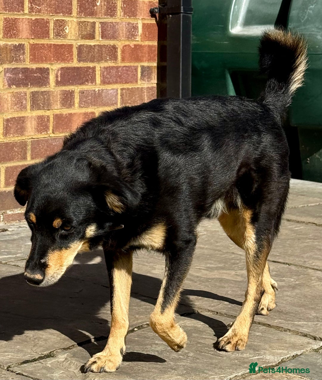 German Shepherd dogs for adoption: Franky: The Dog Who Learned to Trust Again - Image 2
