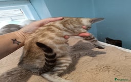 Bengal cats for sale: Tica RG Blue silver snows - Image 8