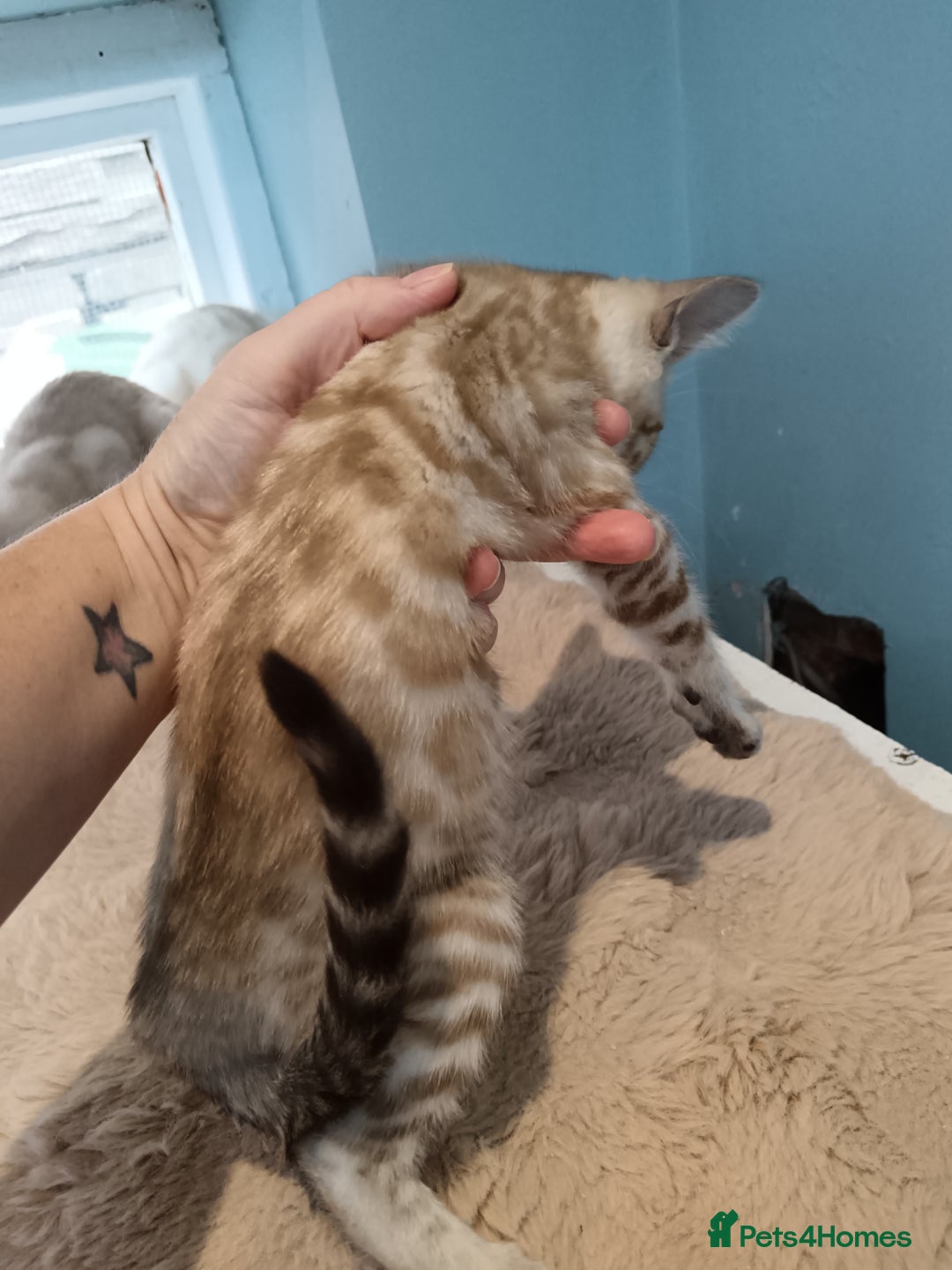 Bengal cats for sale: Tica RG Blue silver snows - Image 8