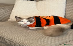 Ragdoll cats for sale: Beautiful Ragdoll  - Image 1