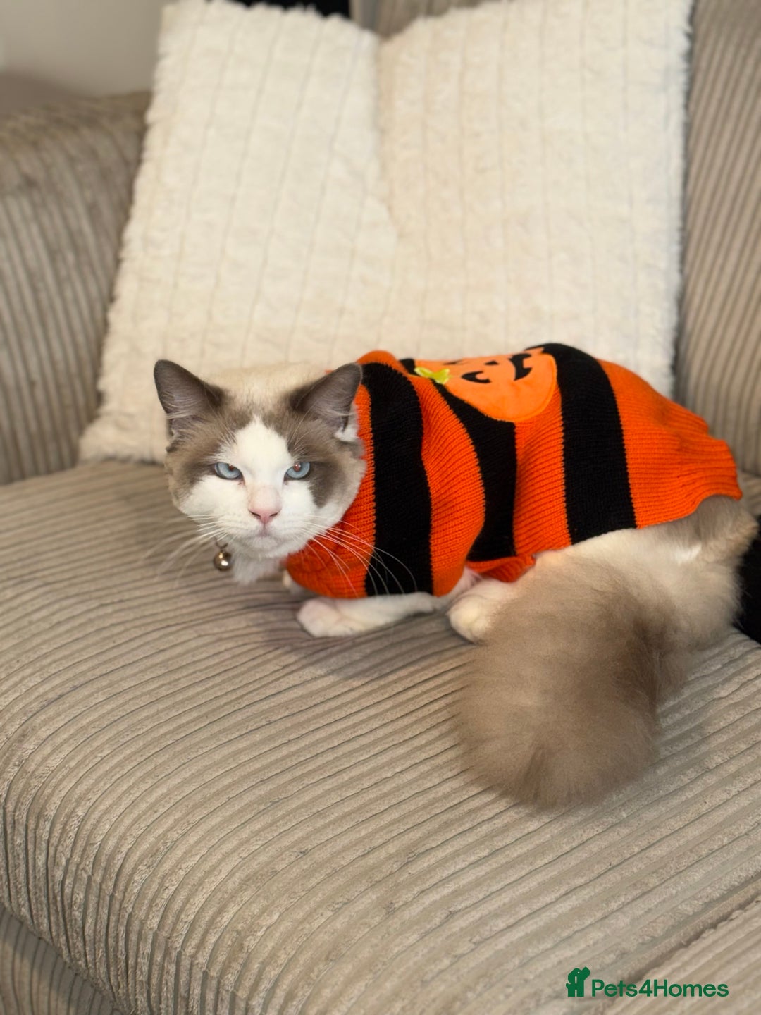 Ragdoll cats for sale: Beautiful Ragdoll  - Image 1