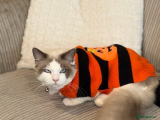 Ragdoll cats for sale - Advert 1