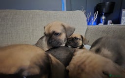 Mixed Breed dogs for sale: Frenchbulldog  cross puppies  - Advert 4