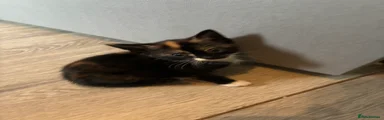 Mixed Breed 4