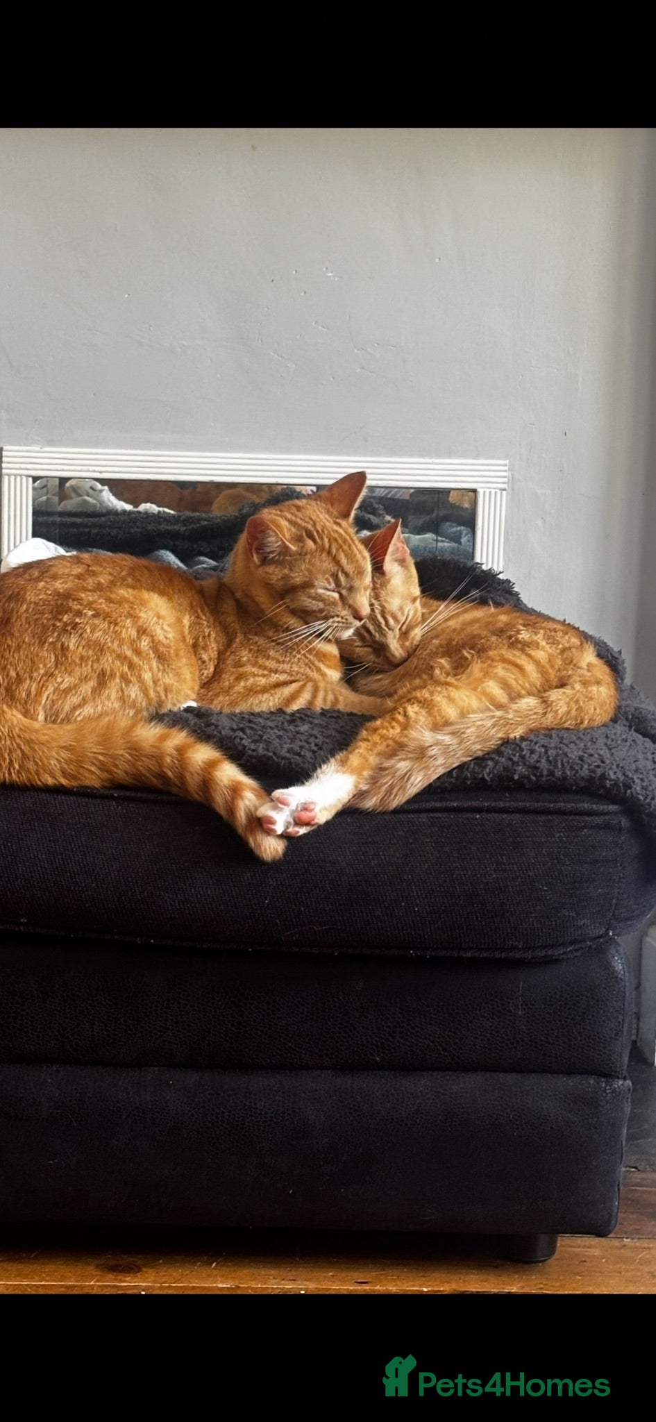 Mixed Breed cats Two female gingers  - Advert 3