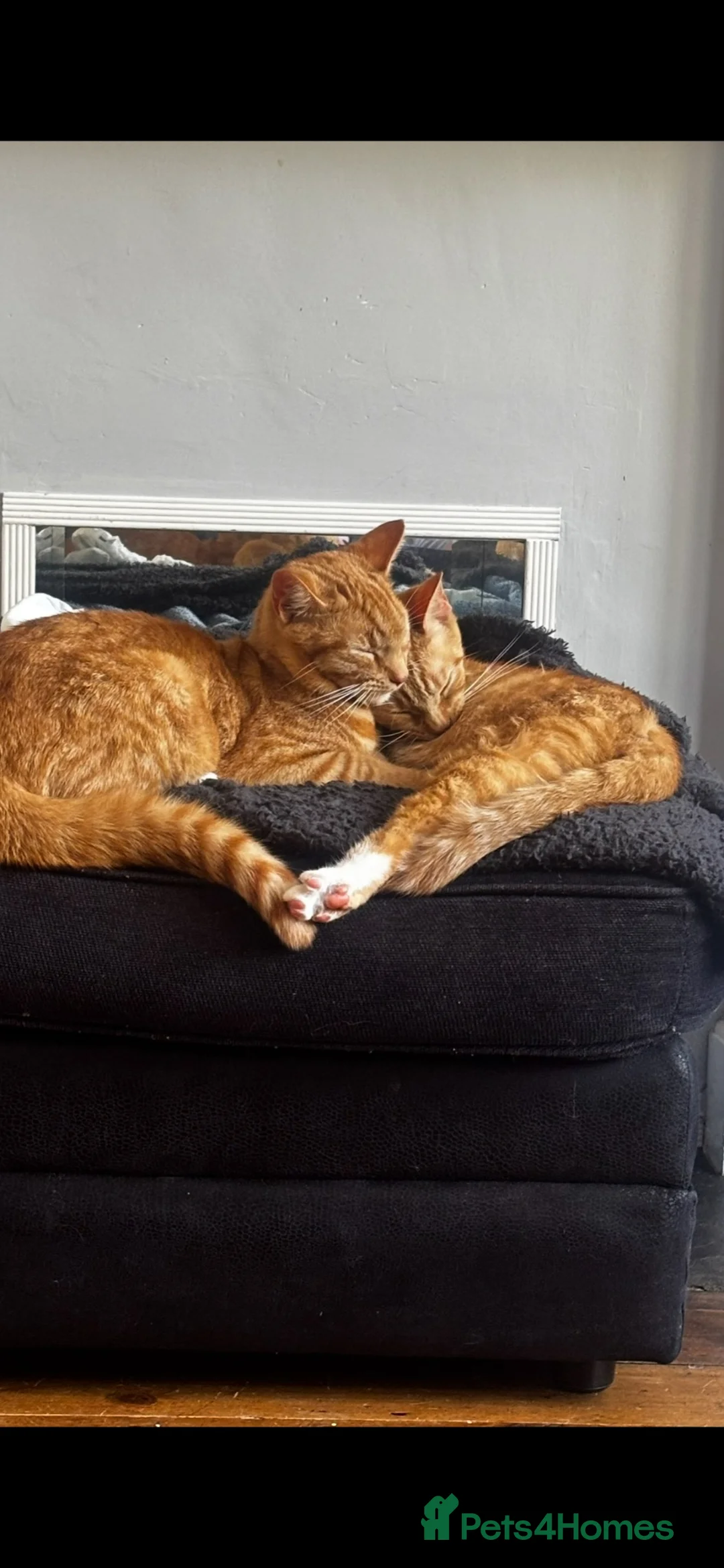 Mixed Breed cats for sale: Two female gingers  in Brighton - Advert 1