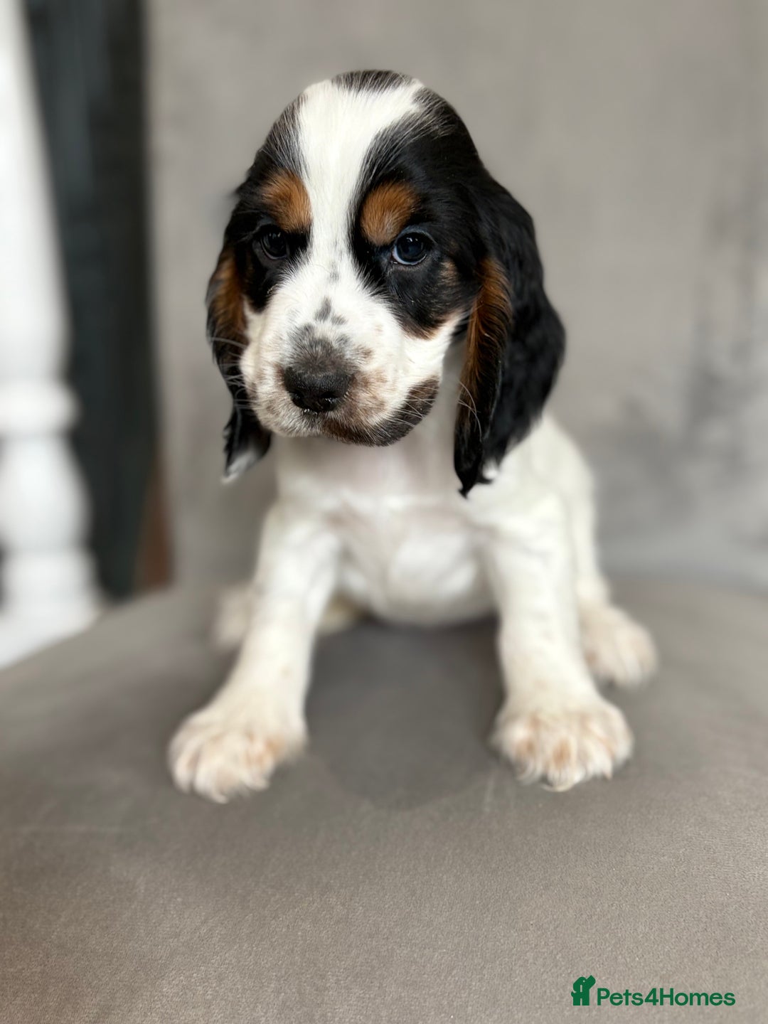 Cocker Spaniel dogs for sale: Health tested cocker spaniel pups  - Image 9
