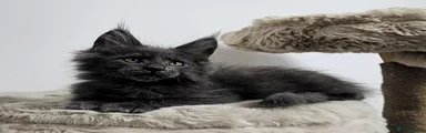 Maine Coon 3
