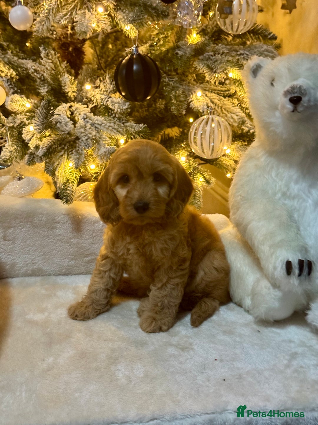 Cockapoo dogs for sale: F1 apricot Cockerpoos looking looking for homes - Advert 1