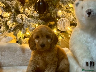 Cockapoo dogs F1 apricot Cockerpoos looking looking for homes - Advert 2