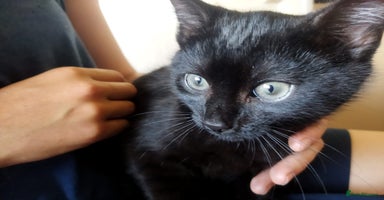 Mixed Breed cats - Advert 7