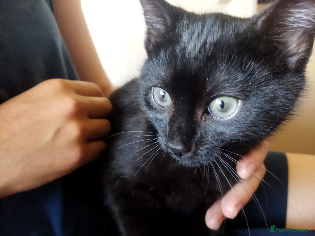 Mixed Breed cats for sale: Microchipped Kittens - Image 2