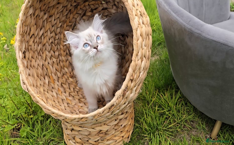 Ragdoll cats - Advert 1
