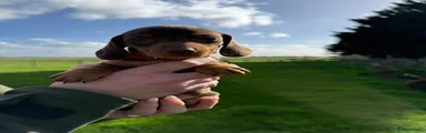 Dachshund Puppy 2
