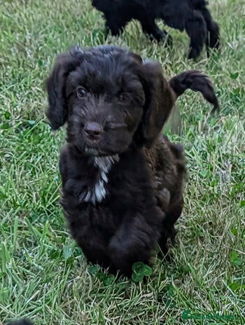 Cockapoo dogs in Rugby - Advert 4