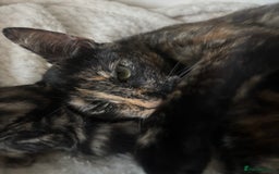 Mixed Breed cats for sale: Beautiful mixed breed kittens - Image 9