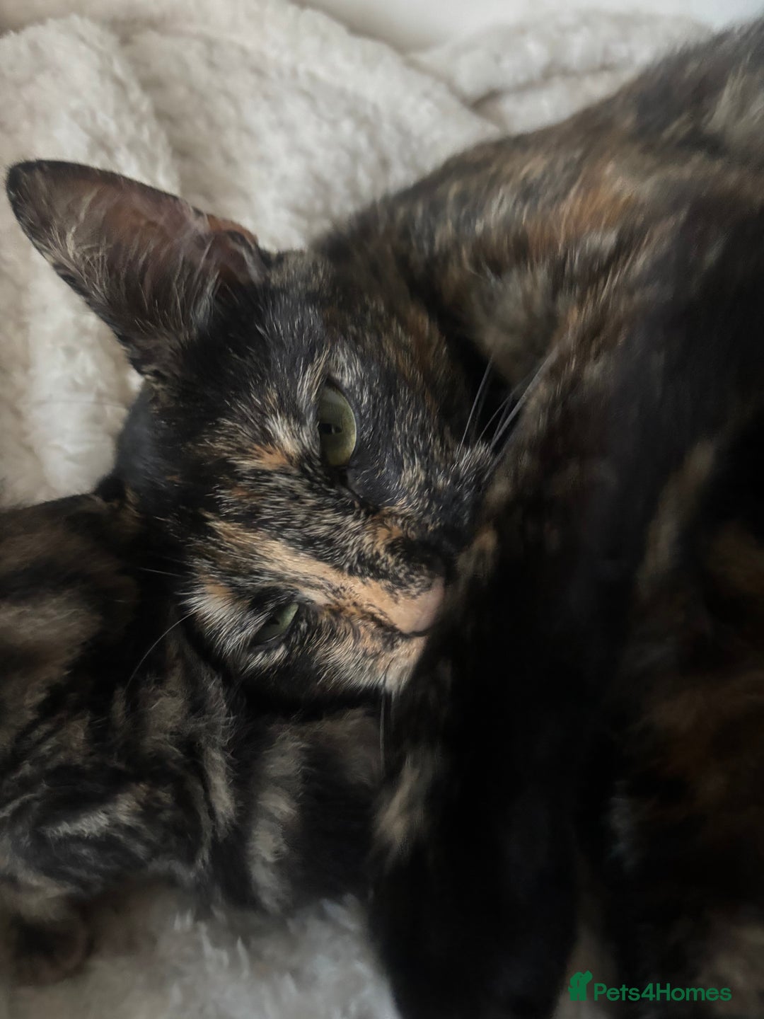 Mixed Breed cats for sale: Beautiful mixed breed kittens - Image 9