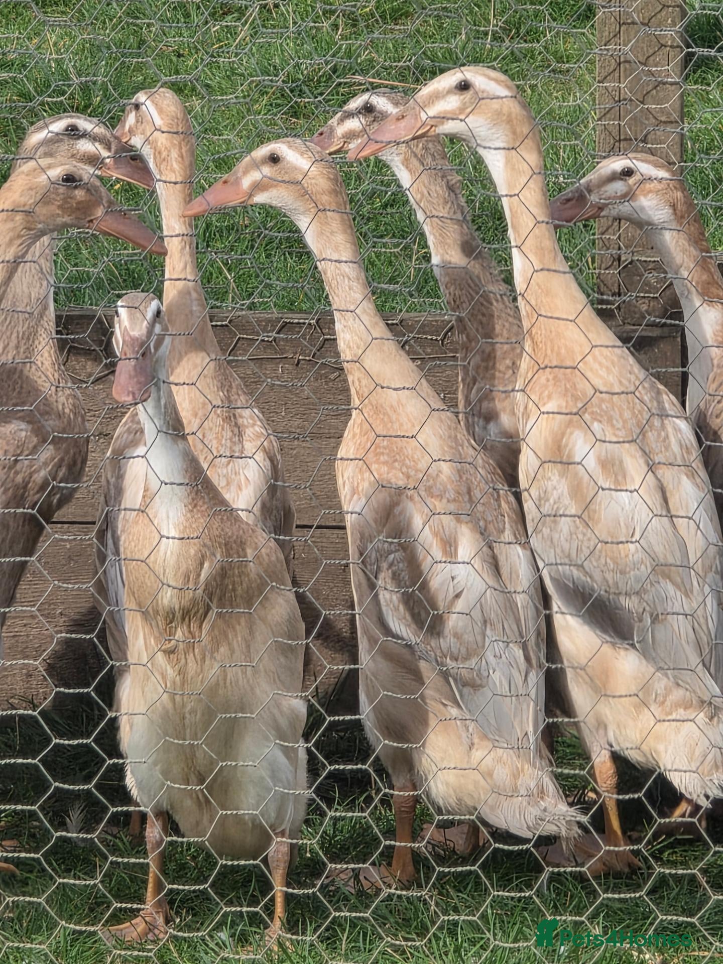 Ducks poultry Female Point Of Lay Pure Bred Indian Runner Ducks - Advert 1
