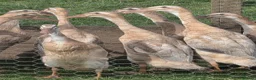 Ducks poultry for sale: Female Point Of Lay Pure Bred Indian Runner Ducks - Advert 1
