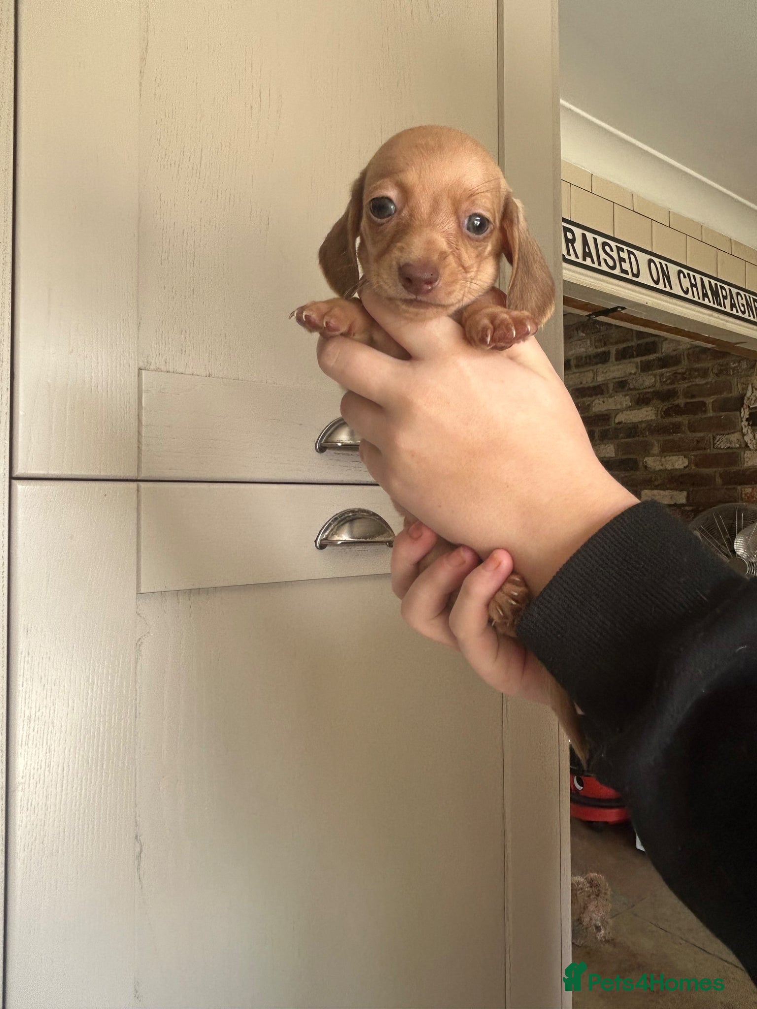 Miniature Dachshund Puppy 2