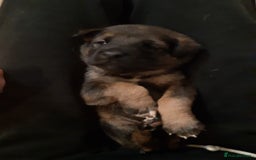 Mixed Breed dogs for sale: Japanese bearheaded akit x doberman hybrids  - Image 2