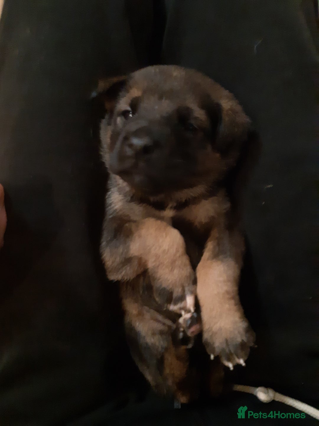 Mixed Breed dogs for sale: Japanese bearheaded akit x doberman hybrids  - Image 2