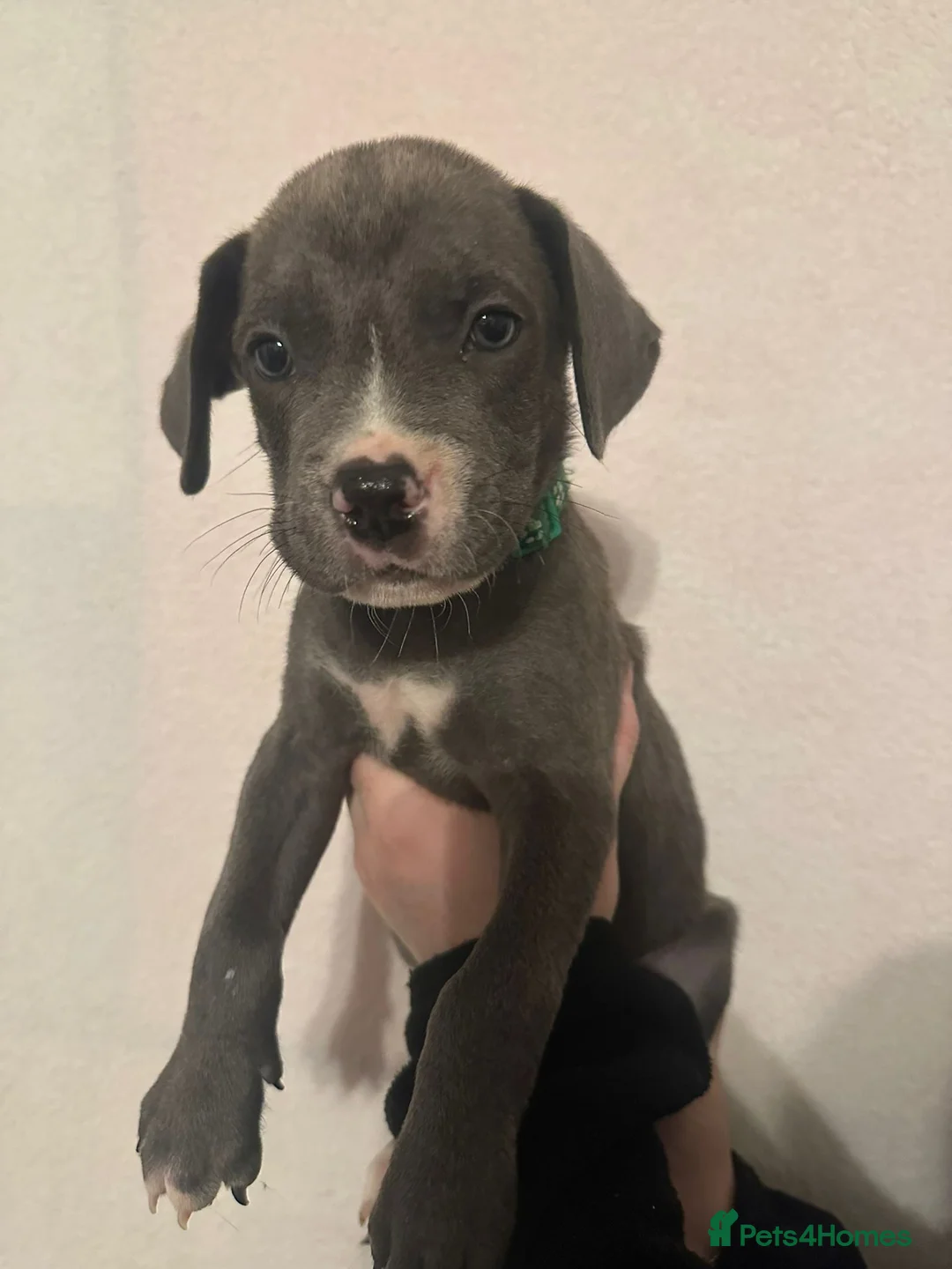 Mixed Breed dogs for sale: Cane corso x Alpha blueblood bull dog - Advert 7