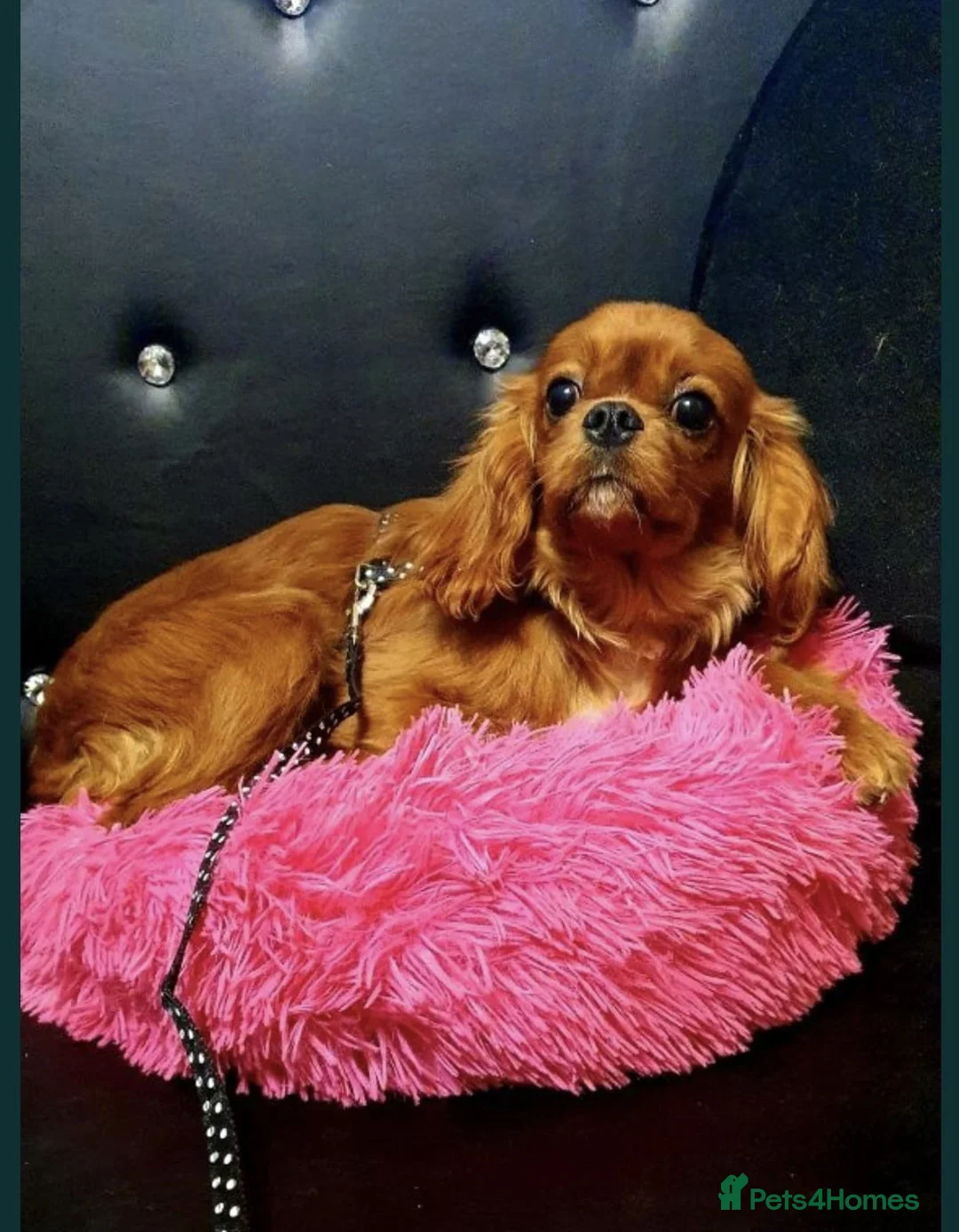 Cavapoo dogs for sale: Beautiful Red Cavapoo Miniature Puppies  - Advert 2