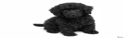 Standard Poodle dogs for sale:  Ready now KC standard poodles Health tested  - Advert 3