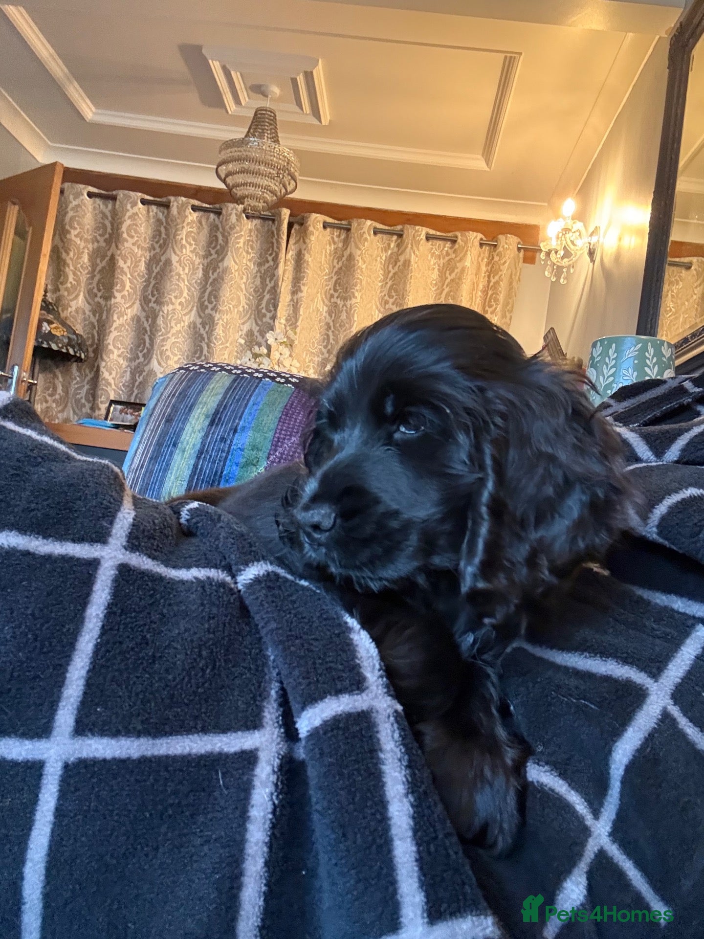 Cocker Spaniel dogs for sale: ONE GIRL Ready now show cocker spaniel puppies  - Advert 12