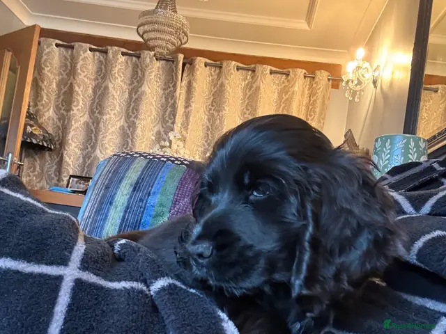 Cocker Spaniel dogs for sale: ONE GIRL Ready now show cocker spaniel puppies - Advert 12