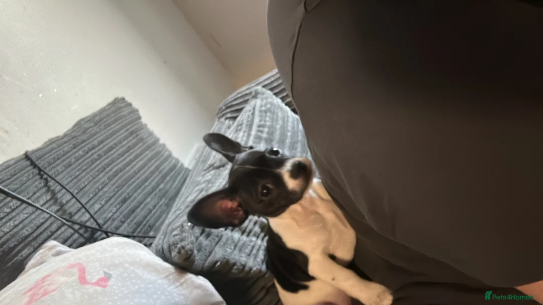 Mixed Breed dogs for sale: 6 month old Dapple  - Advert 8